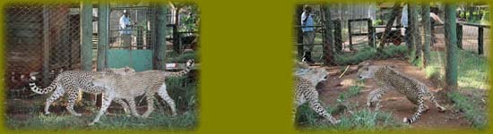 photo courtesy Teri Gaff