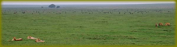 photo courtesy Teri Gaff